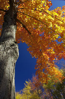 Maple tree in autumn